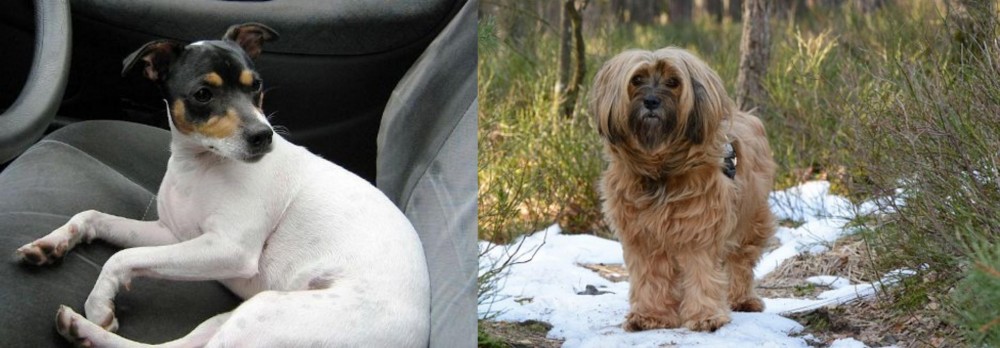 Tibetan Terrier vs Chilean Fox Terrier - Breed Comparison
