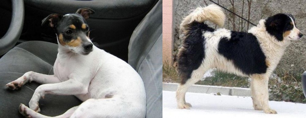 Tornjak vs Chilean Fox Terrier - Breed Comparison