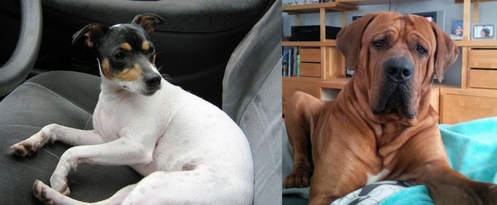Tosa vs Chilean Fox Terrier - Breed Comparison