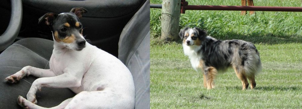 Toy Australian Shepherd vs Chilean Fox Terrier - Breed Comparison