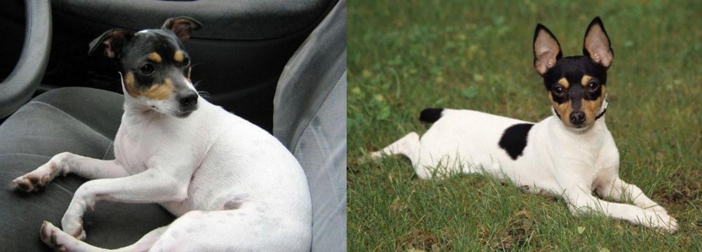 Toy Fox Terrier vs Chilean Fox Terrier - Breed Comparison