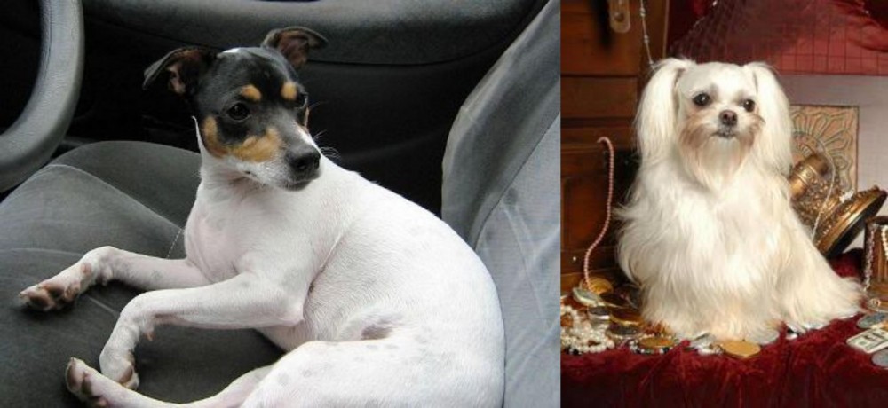 Toy Mi-Ki vs Chilean Fox Terrier - Breed Comparison