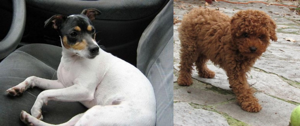 Toy Poodle vs Chilean Fox Terrier - Breed Comparison