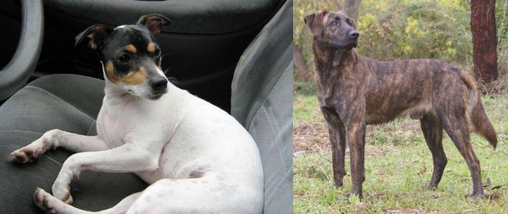 Treeing Tennessee Brindle vs Chilean Fox Terrier - Breed Comparison