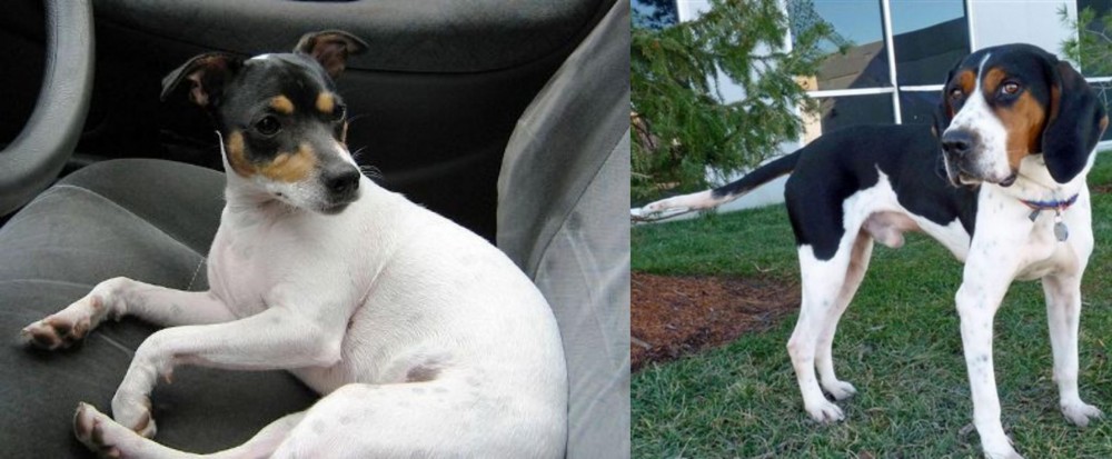 Treeing Walker Coonhound vs Chilean Fox Terrier - Breed Comparison