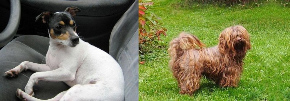 Tsvetnaya Bolonka vs Chilean Fox Terrier - Breed Comparison