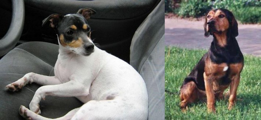 Tyrolean Hound vs Chilean Fox Terrier - Breed Comparison
