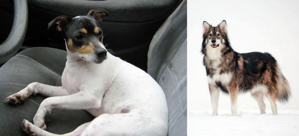 Utonagan vs Chilean Fox Terrier - Breed Comparison