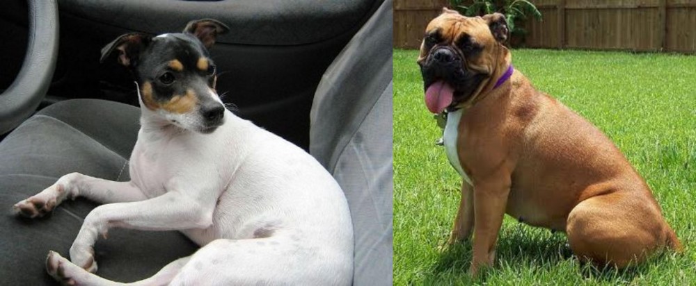 Valley Bulldog vs Chilean Fox Terrier - Breed Comparison