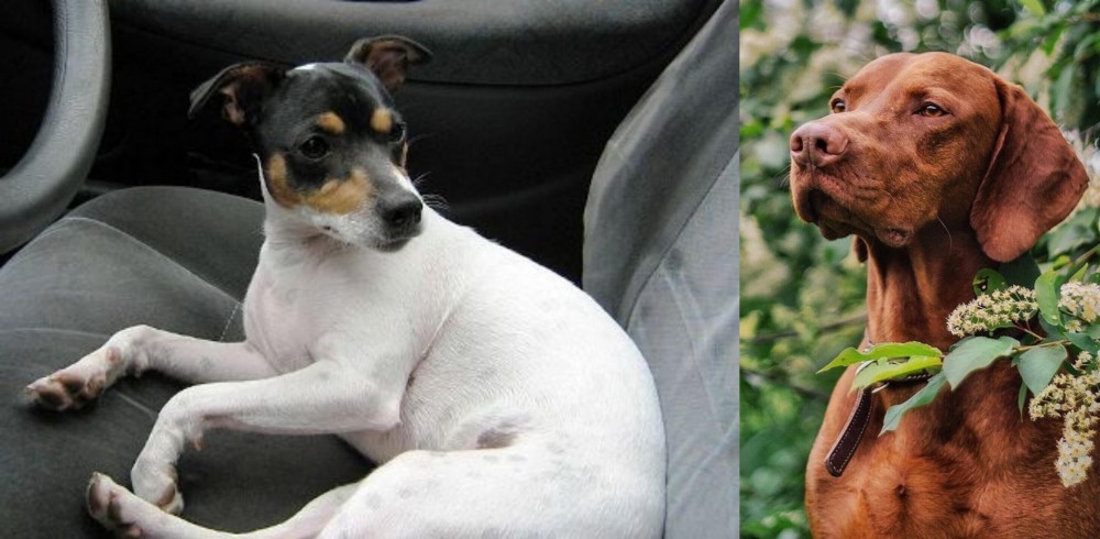 Vizsla vs Chilean Fox Terrier - Breed Comparison
