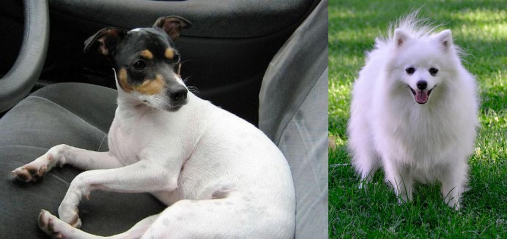 Volpino Italiano vs Chilean Fox Terrier - Breed Comparison