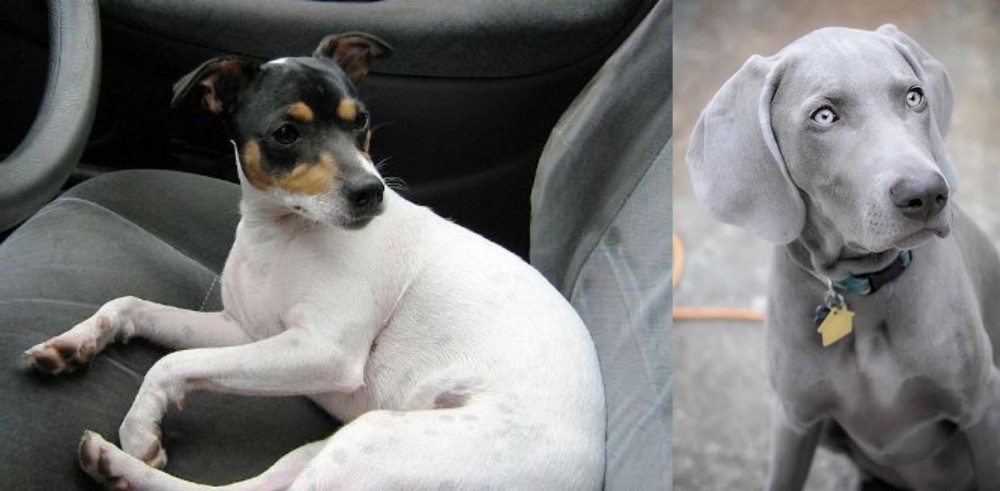 Weimaraner vs Chilean Fox Terrier - Breed Comparison