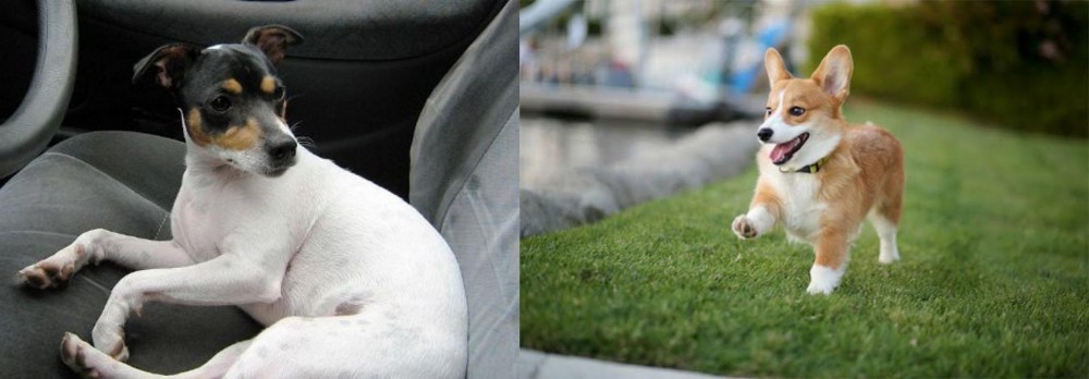 Welsh Corgi vs Chilean Fox Terrier - Breed Comparison