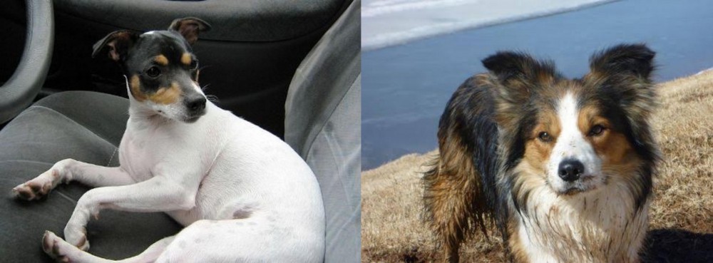Welsh Sheepdog vs Chilean Fox Terrier - Breed Comparison