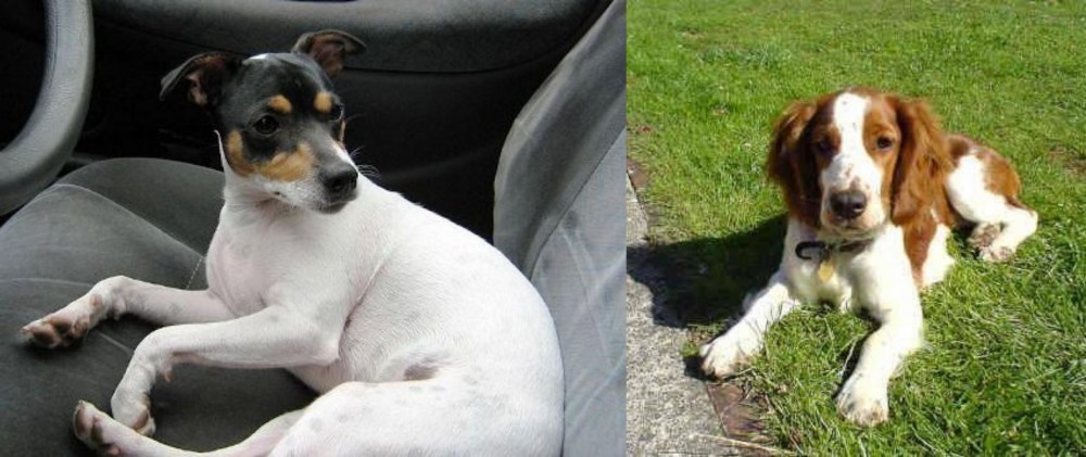 Welsh Springer Spaniel vs Chilean Fox Terrier - Breed Comparison