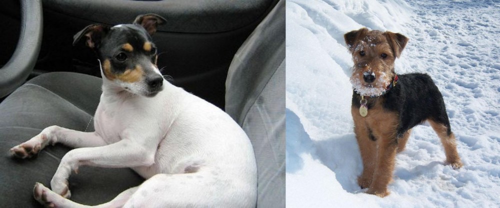 Welsh Terrier vs Chilean Fox Terrier - Breed Comparison
