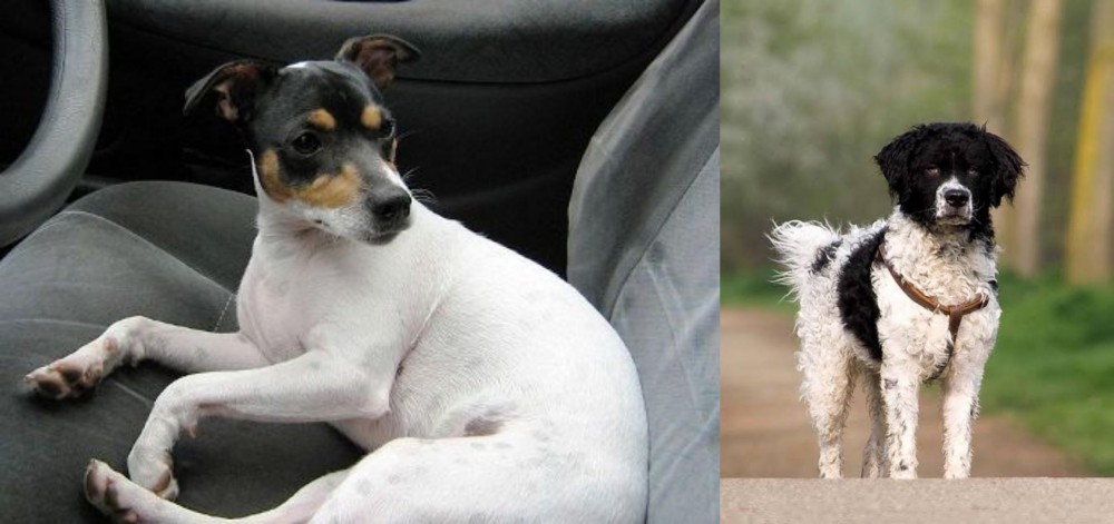 Wetterhoun vs Chilean Fox Terrier - Breed Comparison