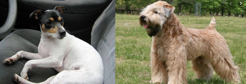 Wheaten Terrier vs Chilean Fox Terrier - Breed Comparison