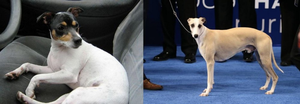 Whippet vs Chilean Fox Terrier - Breed Comparison