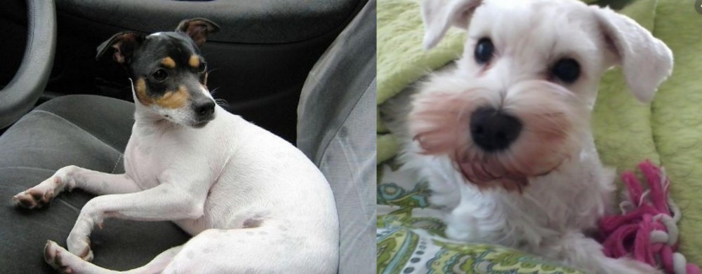 White Schnauzer vs Chilean Fox Terrier - Breed Comparison