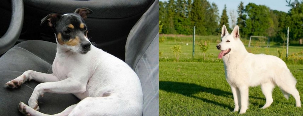 White Shepherd vs Chilean Fox Terrier - Breed Comparison