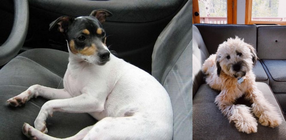 Whoodles vs Chilean Fox Terrier - Breed Comparison