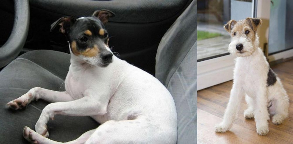 Wire Fox Terrier vs Chilean Fox Terrier - Breed Comparison