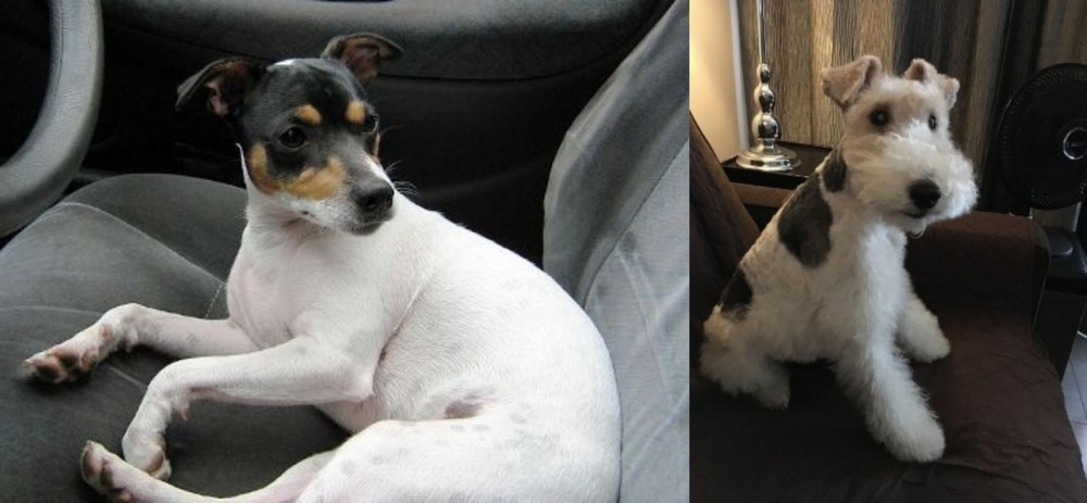 Wire Haired Fox Terrier vs Chilean Fox Terrier - Breed Comparison
