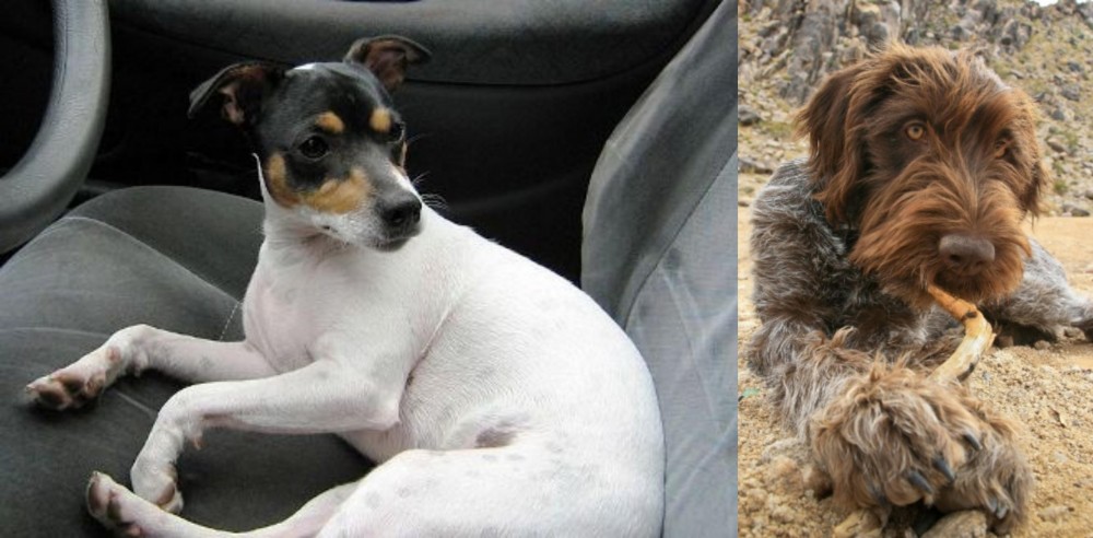 Wirehaired Pointing Griffon vs Chilean Fox Terrier - Breed Comparison