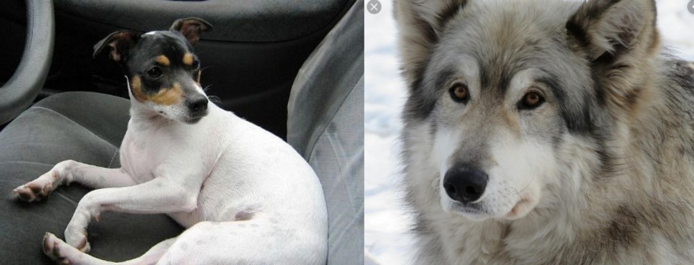 Wolfdog vs Chilean Fox Terrier - Breed Comparison