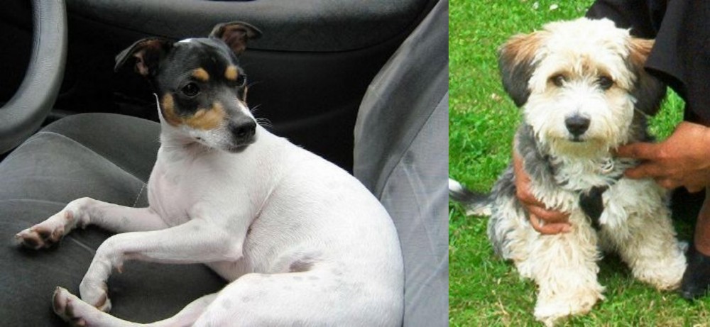 Yo-Chon vs Chilean Fox Terrier - Breed Comparison