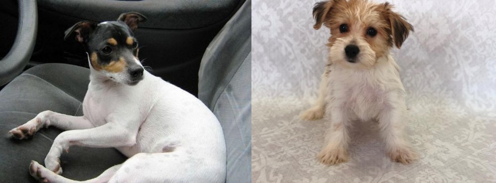 Yochon vs Chilean Fox Terrier - Breed Comparison