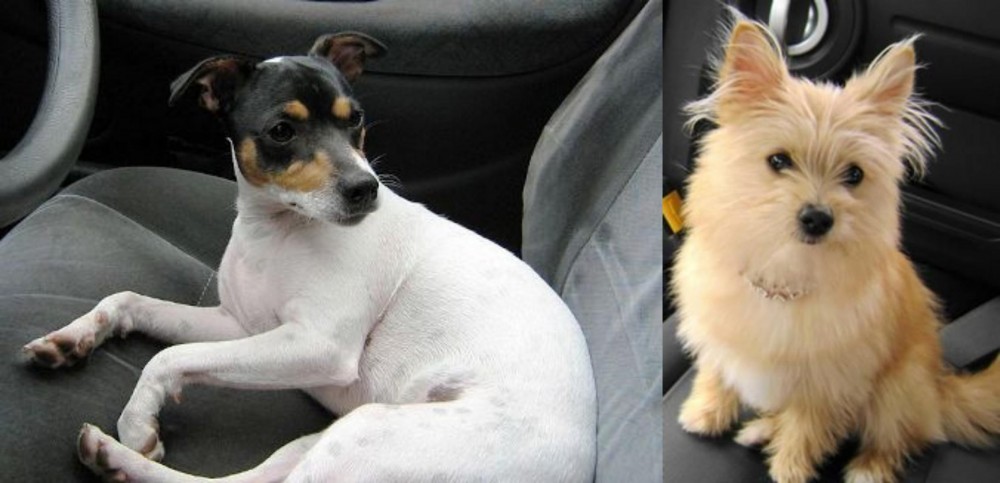 Yoranian vs Chilean Fox Terrier - Breed Comparison