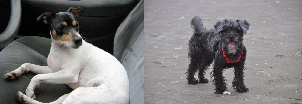 YorkiePoo vs Chilean Fox Terrier - Breed Comparison