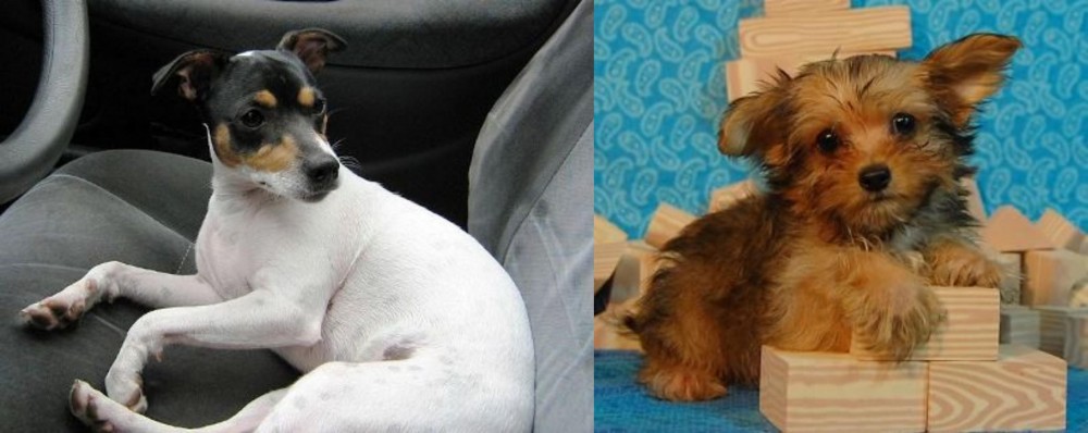 Yorkillon vs Chilean Fox Terrier - Breed Comparison