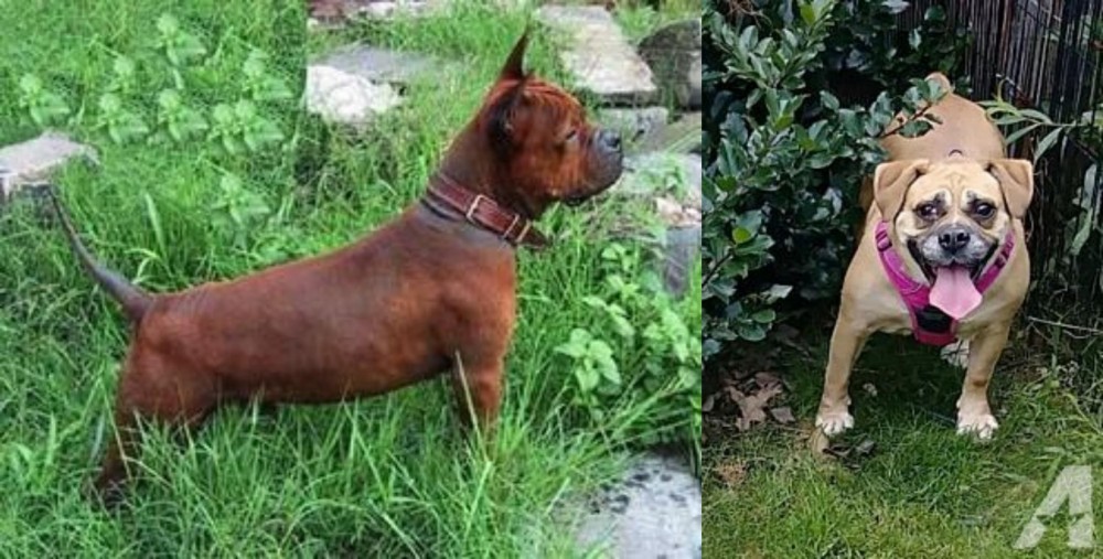 Beabull vs Chinese Chongqing Dog - Breed Comparison