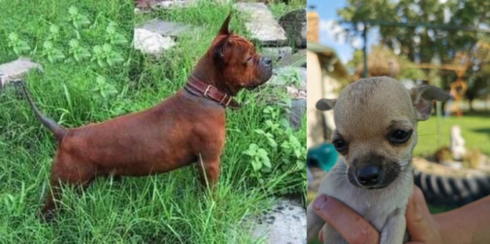 Chihuahua vs Chinese Chongqing Dog - Breed Comparison