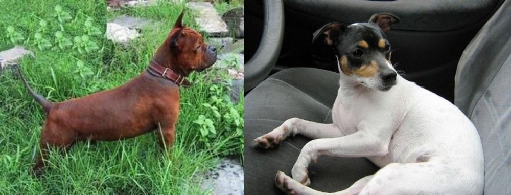 Chilean Fox Terrier vs Chinese Chongqing Dog - Breed Comparison