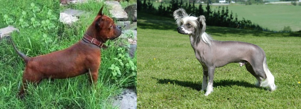 Chinese Crested Dog vs Chinese Chongqing Dog - Breed Comparison