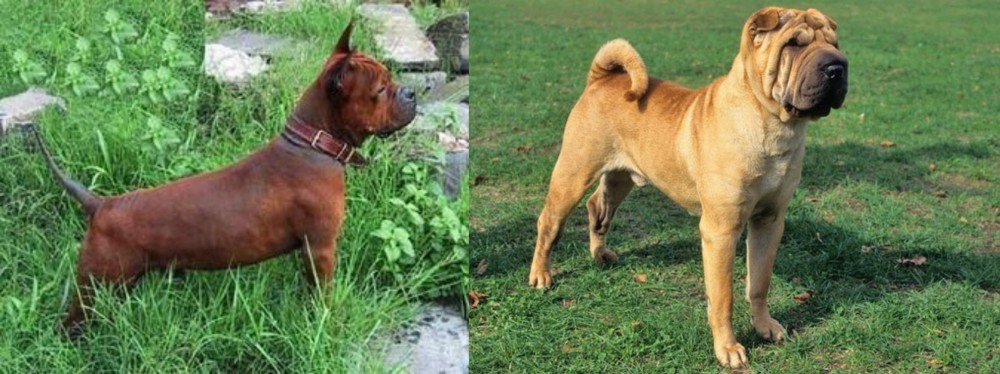 Chinese Shar Pei vs Chinese Chongqing Dog - Breed Comparison