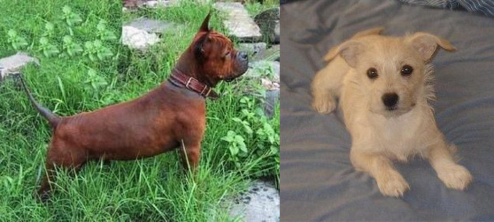 Chipoo vs Chinese Chongqing Dog - Breed Comparison