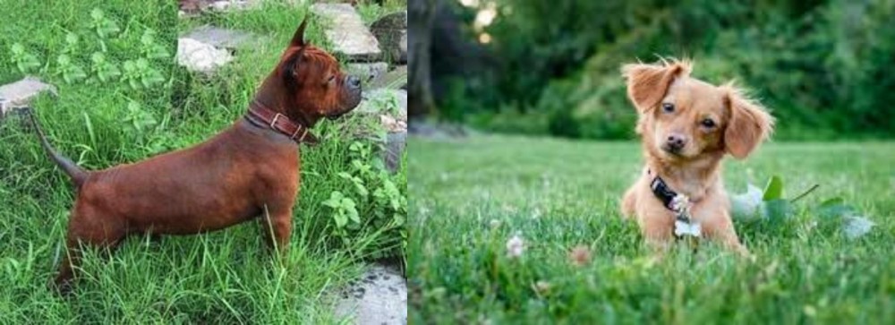 Chiweenie vs Chinese Chongqing Dog - Breed Comparison