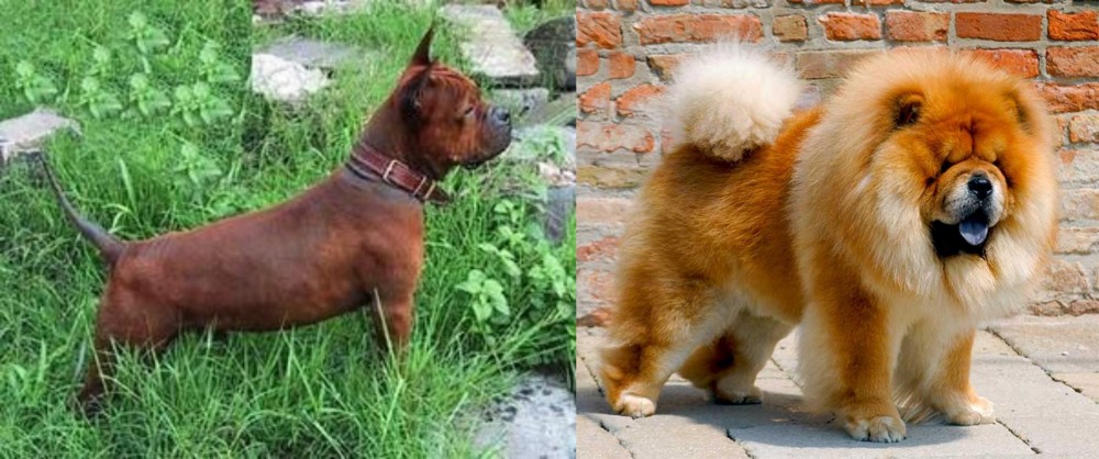 Chow Chow vs Chinese Chongqing Dog - Breed Comparison