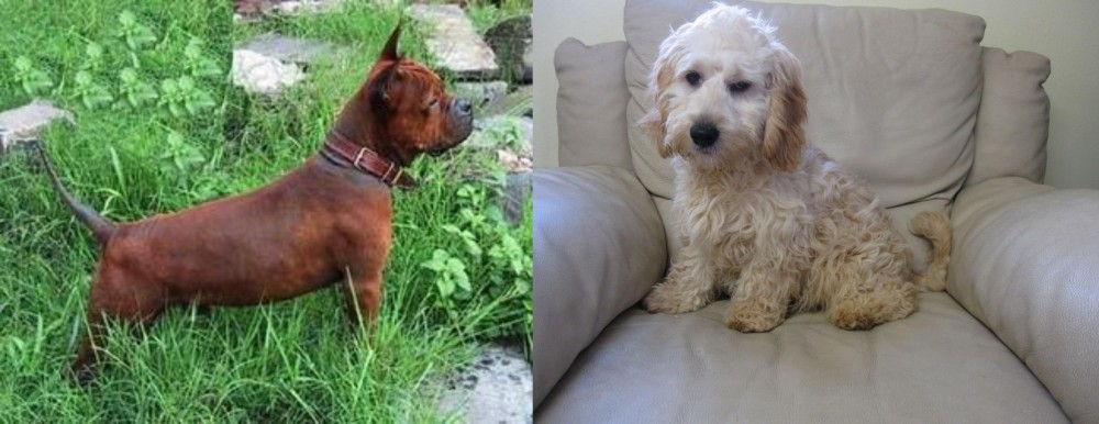Cockachon vs Chinese Chongqing Dog - Breed Comparison
