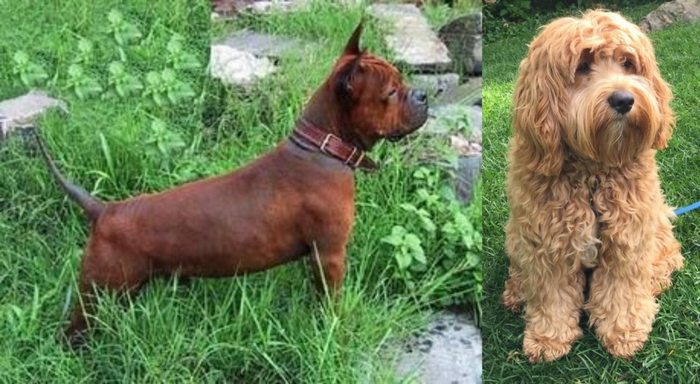Cockapoo vs Chinese Chongqing Dog - Breed Comparison
