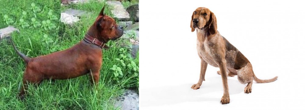 Coonhound vs Chinese Chongqing Dog - Breed Comparison