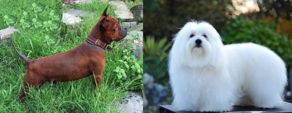 Coton De Tulear vs Chinese Chongqing Dog - Breed Comparison