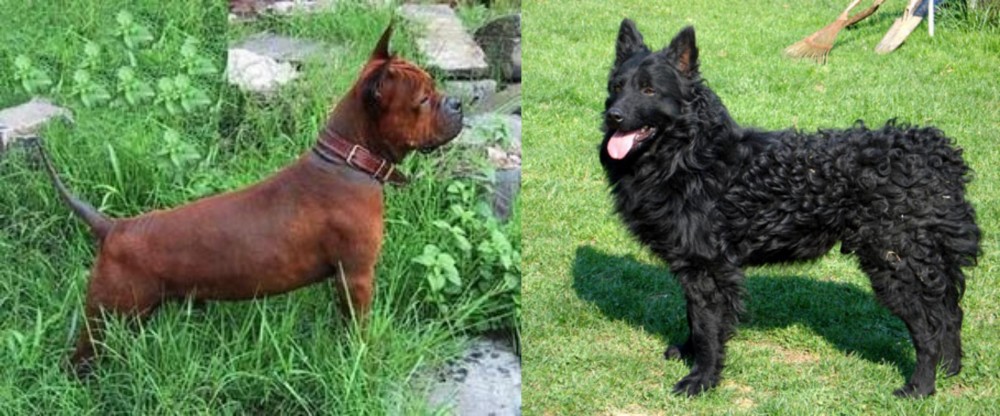 Croatian Sheepdog vs Chinese Chongqing Dog - Breed Comparison
