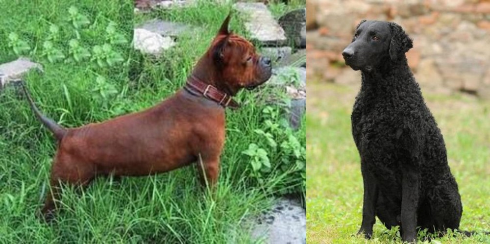 Curly Coated Retriever vs Chinese Chongqing Dog - Breed Comparison