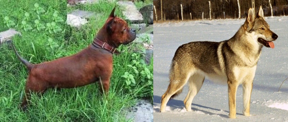 Czechoslovakian Wolfdog vs Chinese Chongqing Dog - Breed Comparison